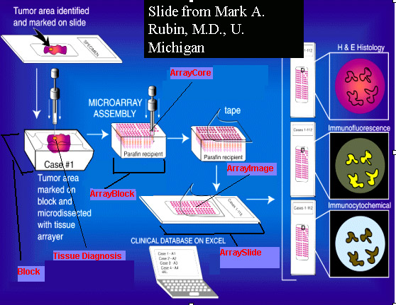 the tma process